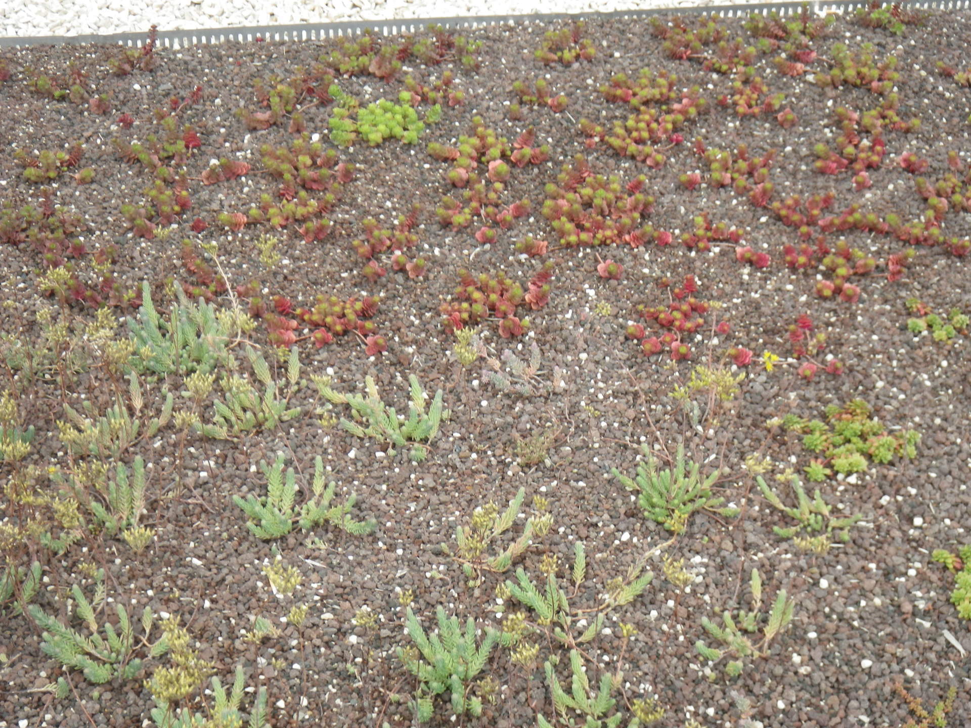 Végétalisation de toiture par plantation de mini-mottes de sedums