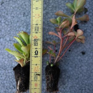 Mini-mottes de sedums disposant d'un système racinaire bien développé