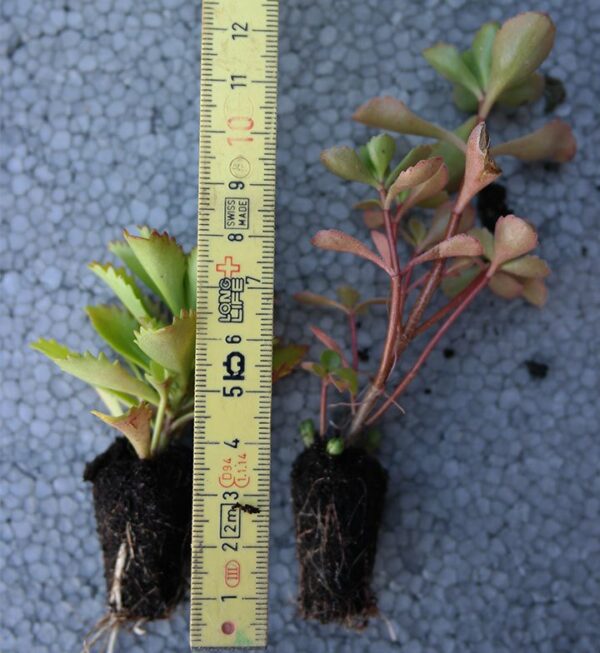 Mini-mottes de sedums disposant d'un système racinaire bien développé