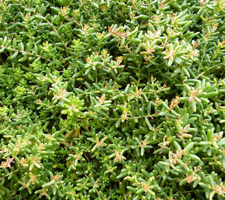 Sedum Album Sedum Album
