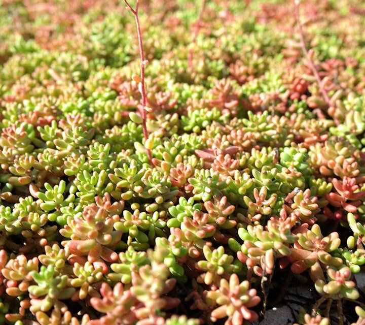 Sedum Album Coral Carpet Sedum Album Coral Carpet