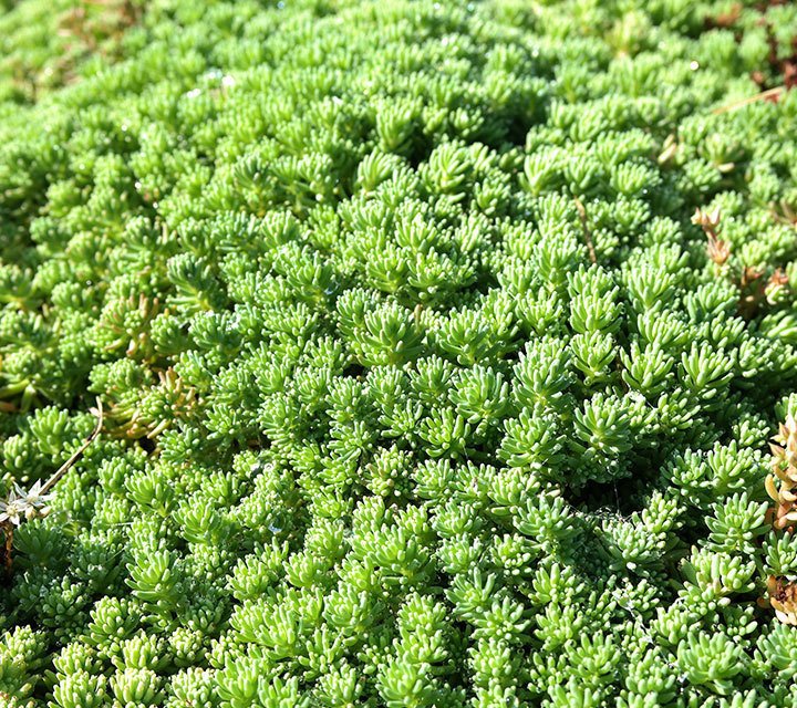 Sedum Hispanicum Sedum Hispanicum