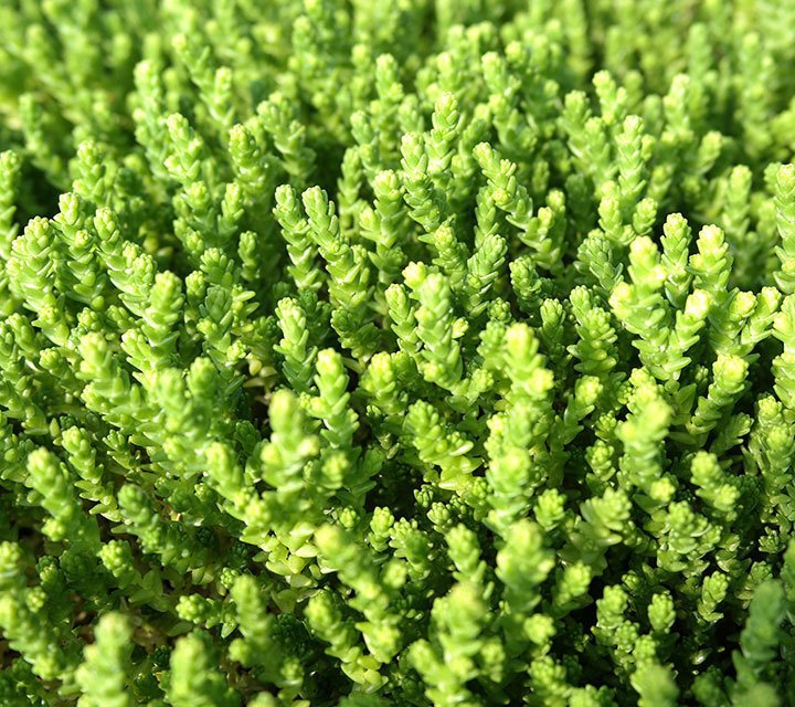 Sedum Acre Sedum Acre