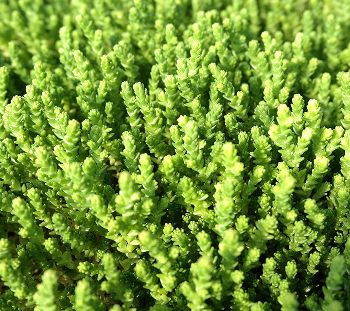 Sedum Acre