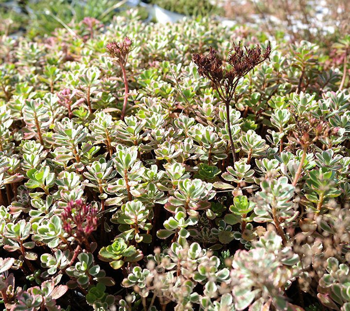 Sedum Spurium Tricolor Sedum Spurium Tricolor