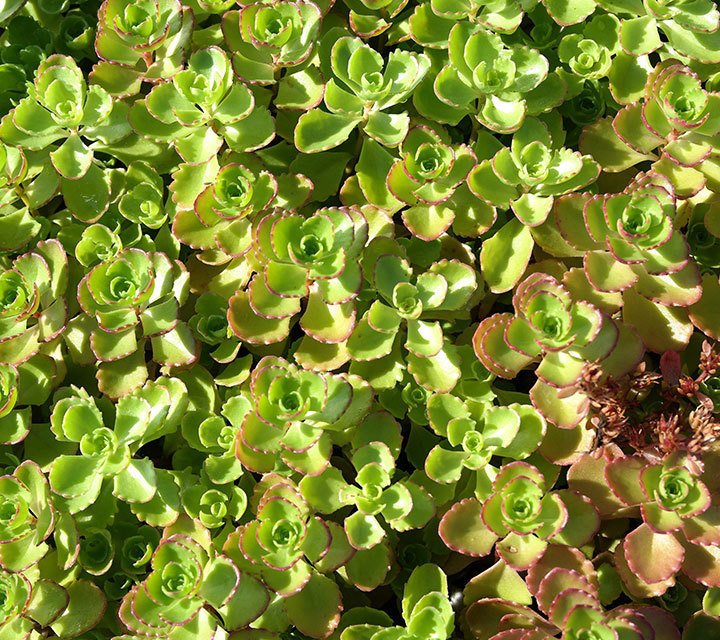 Sedum Floriferum Sedum Floriferum