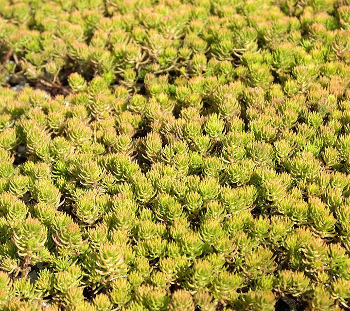 Sedum Reflexum Angelina