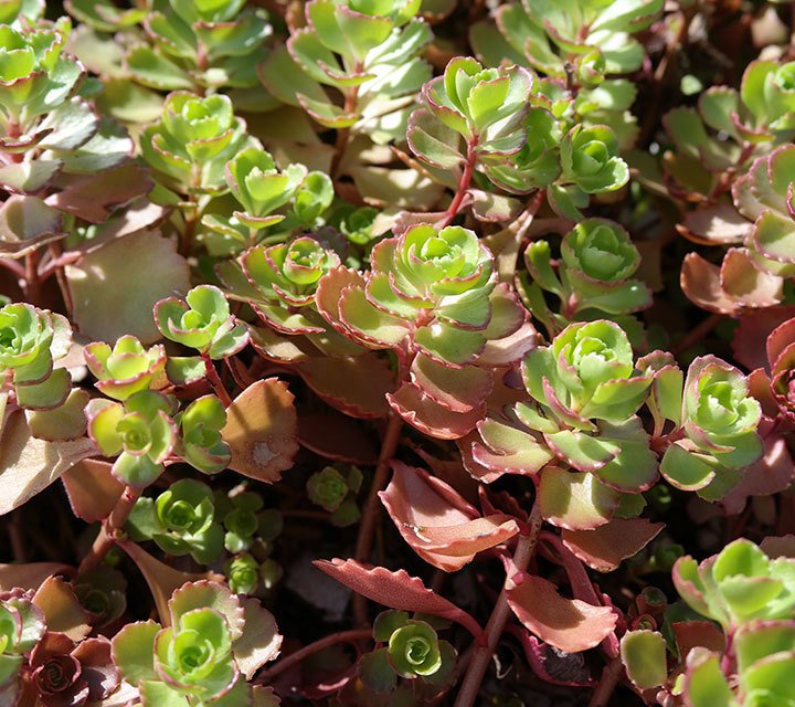 Sedum Spurium