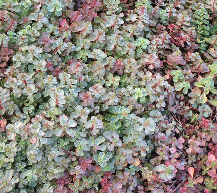 Sedum Spurium Sedum Spurium