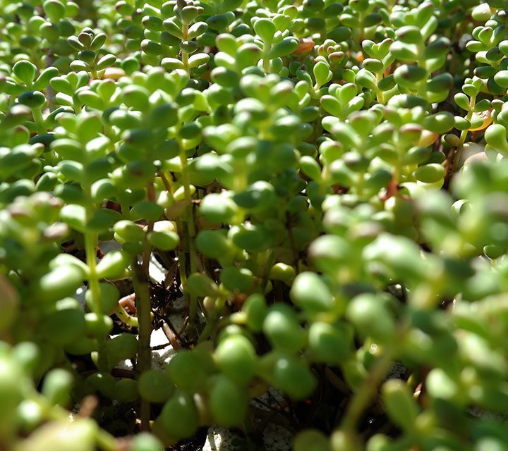 Sedum Brevifolium