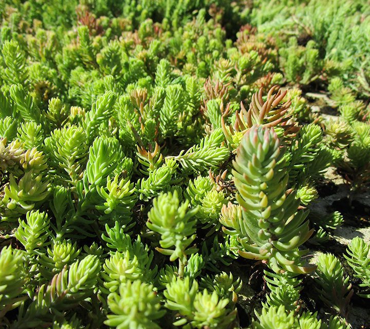 Sedum Reflexum Rupestre Sedum Reflexum Rupestre