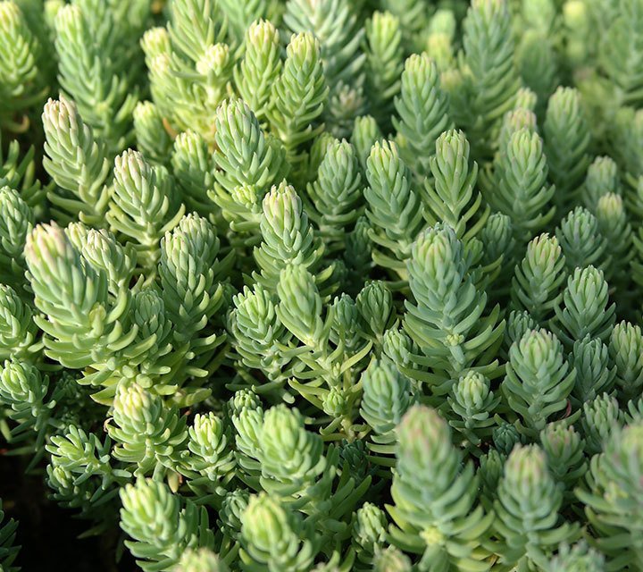 Sedum Reflexum Blue Spruce Sedum Reflexum Blue Spruce