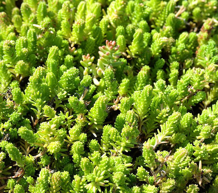 Sedum Sexangulare