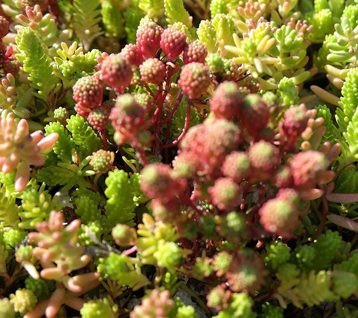 Sedum Lydium, Sexangulare et Album Sedum Lydium, Sexangulare et Album