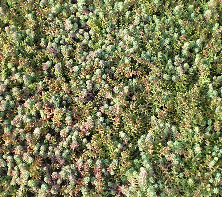 Sedum Album, Sedum Hispanicum et Sedum Floriferum Sedum Album, Sedum Hispanicum et Sedum Floriferum