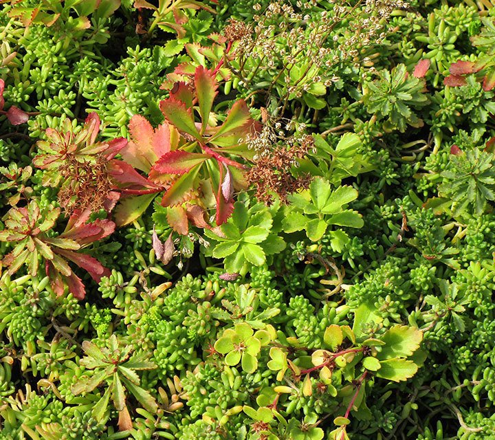 Sedum Floriferum et Sedum Spurium Sedum Floriferum et Sedum Spurium