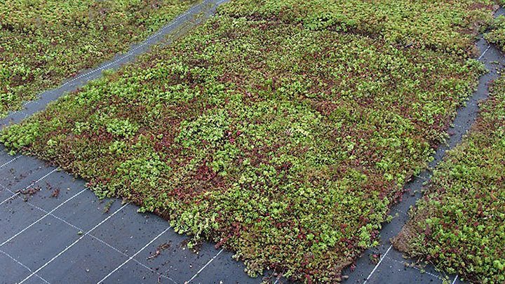 Photo d'une culture de tapis précultivés.