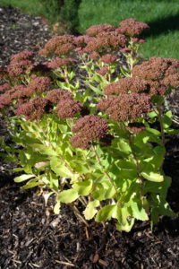 SEDUM TELEPHIUM