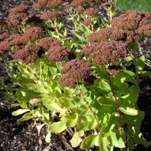 Sedum telephium en godet de 9x9 cm. Couleurs disponibles: rose, pourpre ou blanc.