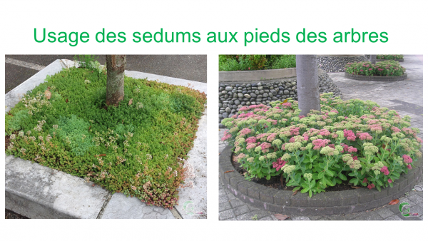 Espaces Verts Publics - Sedums - Ronds-points, Talus, Cimetières