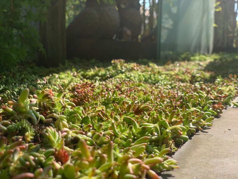 Espaces Verts - Plantes économes en Eau - Pensez aux Sedums