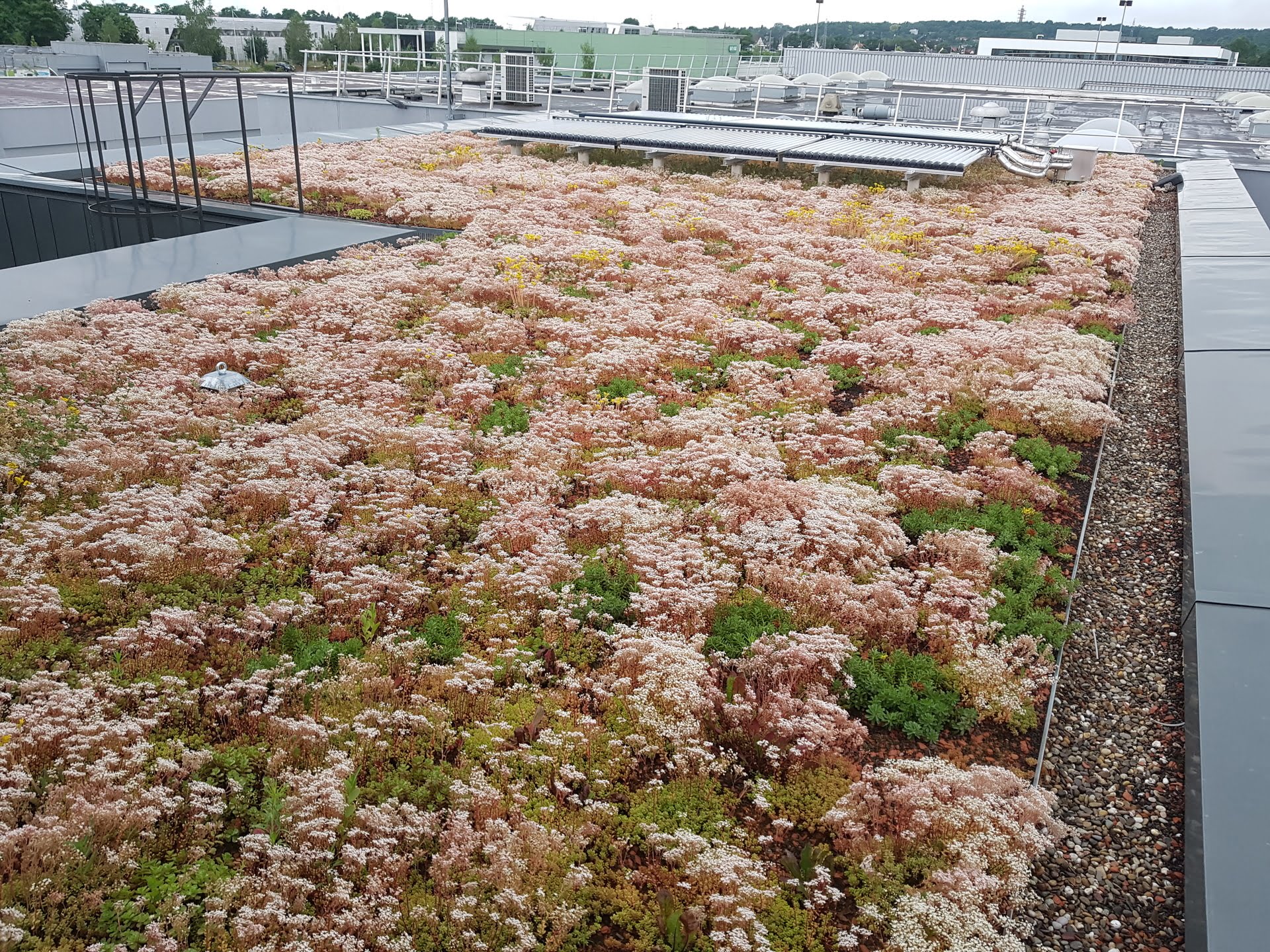 Toiture végétalisée par plantation de mini-mottes en mélange d'une dizaine d'espèces. 
