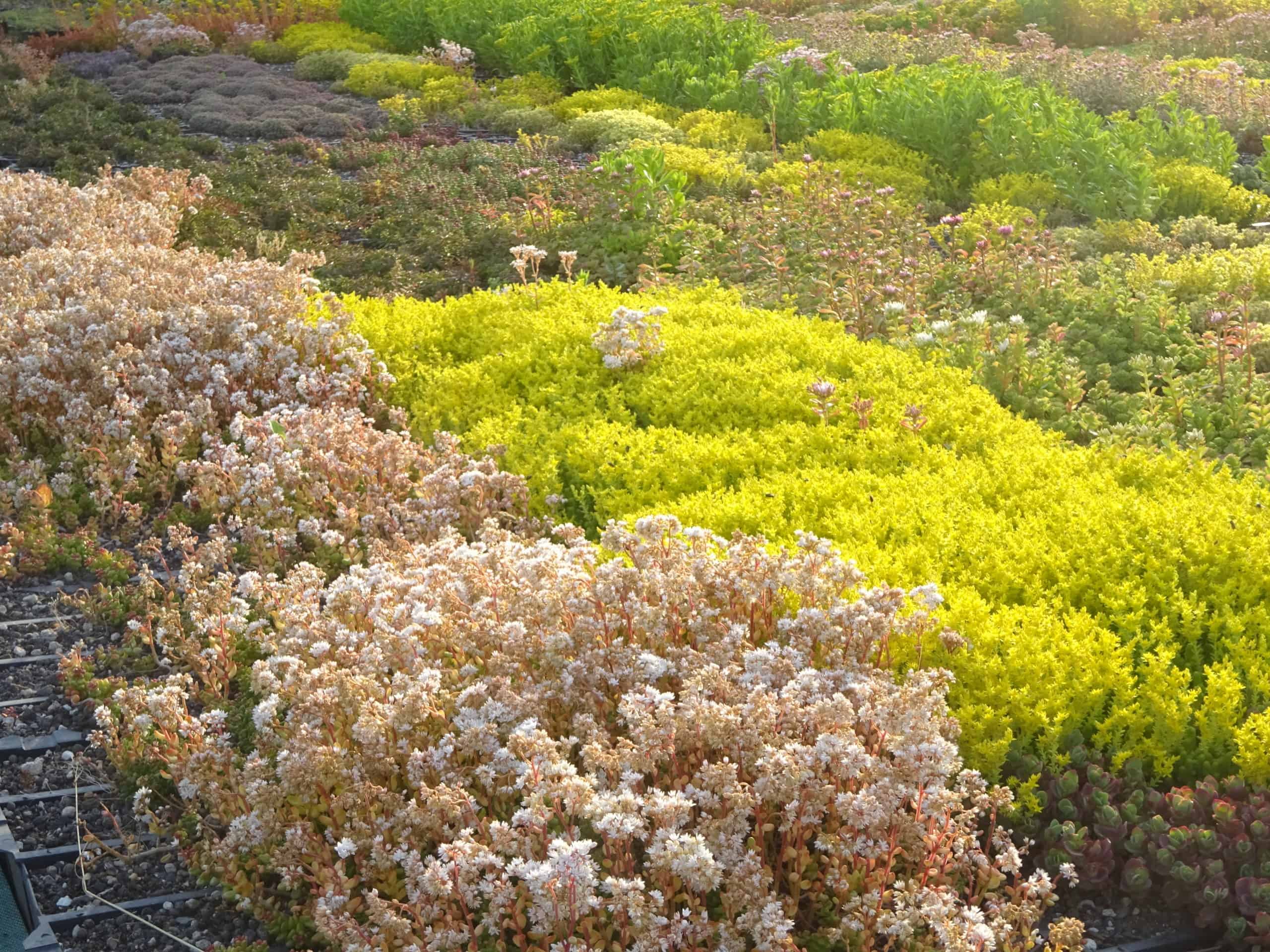 Photo de différentes variétés de sedum de couleur blanc et jaune