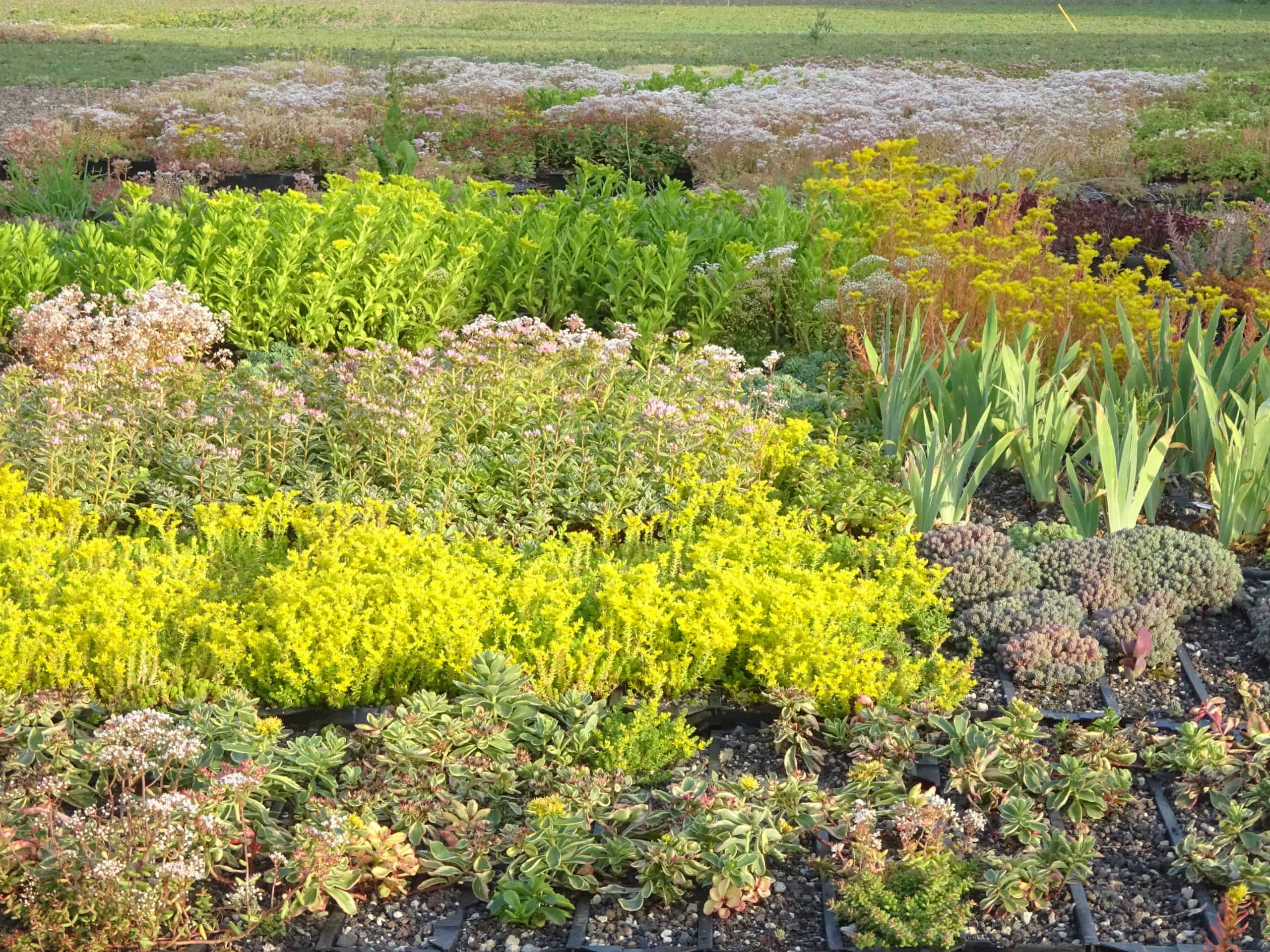 Photo de différentes variétés de sedum de couleur jaune et vert