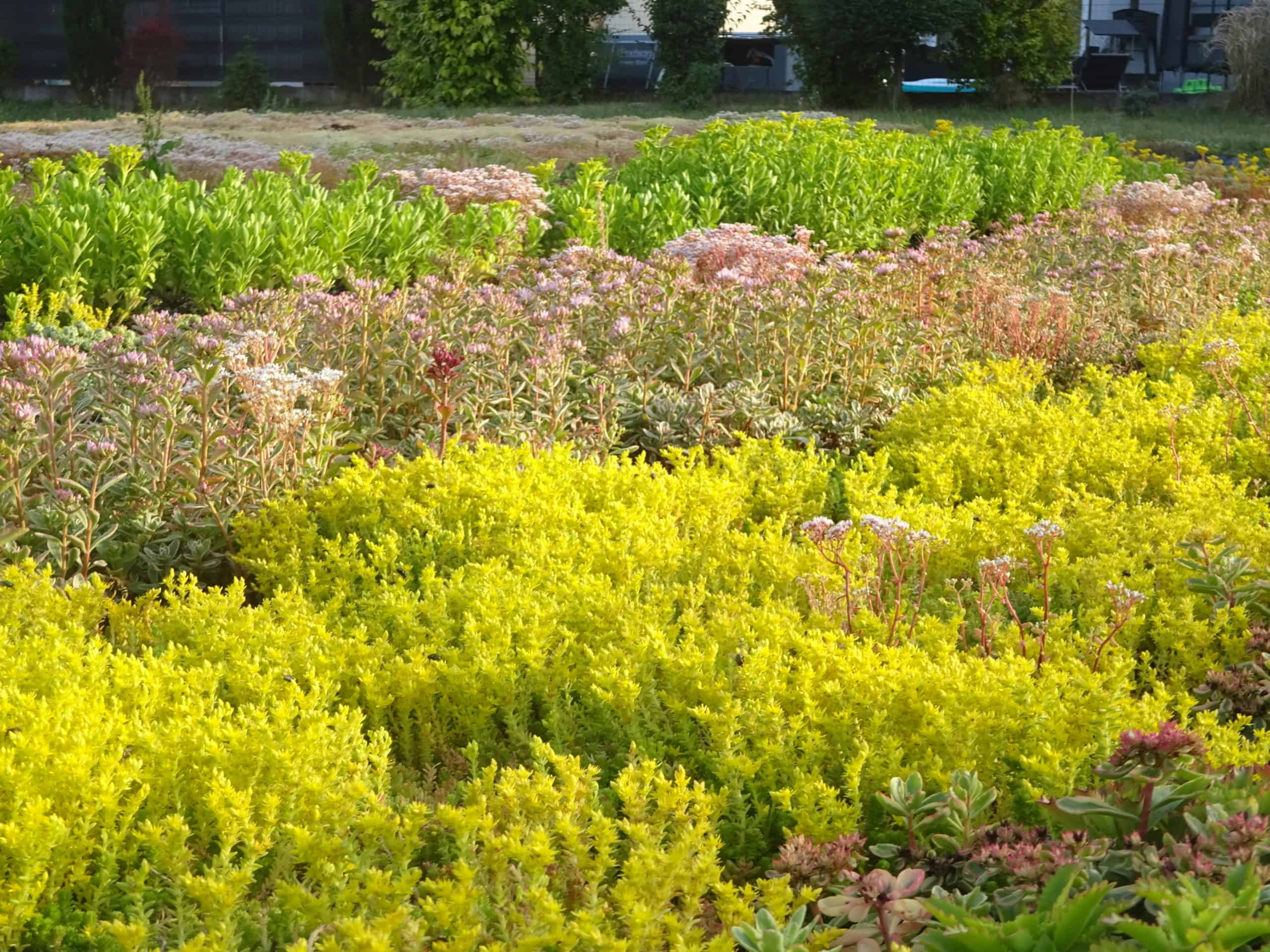 Photo de différentes variétés de sedum de couleur jaune, rose et vert
