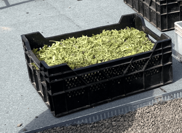 Fragments de sedums