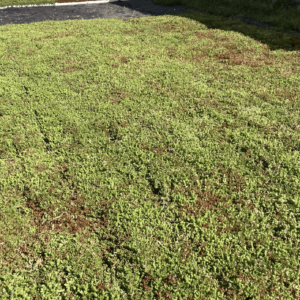 Tapis de sedum