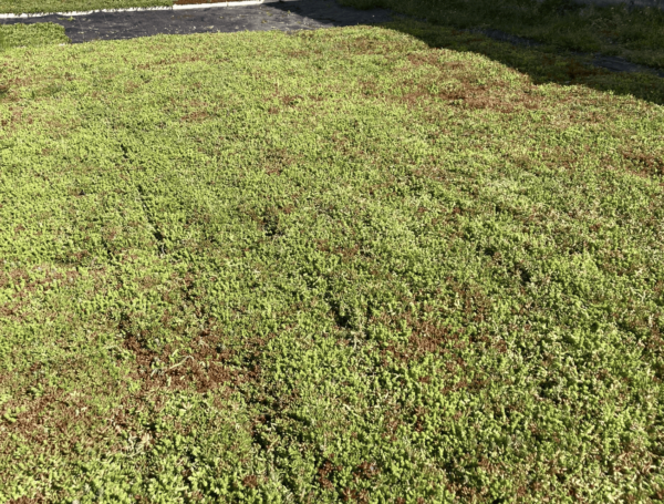 Tapis de sedum