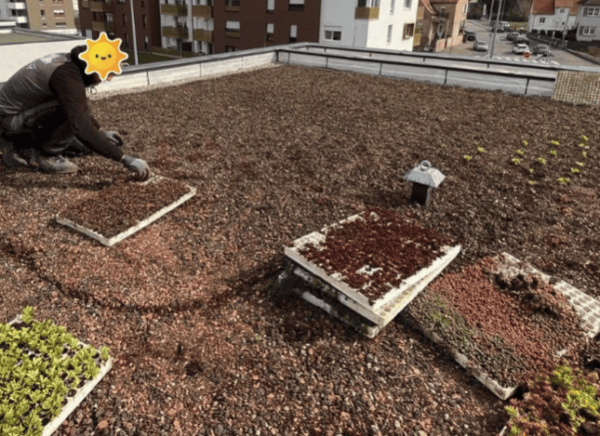 Mini motte de sedum – Image 2