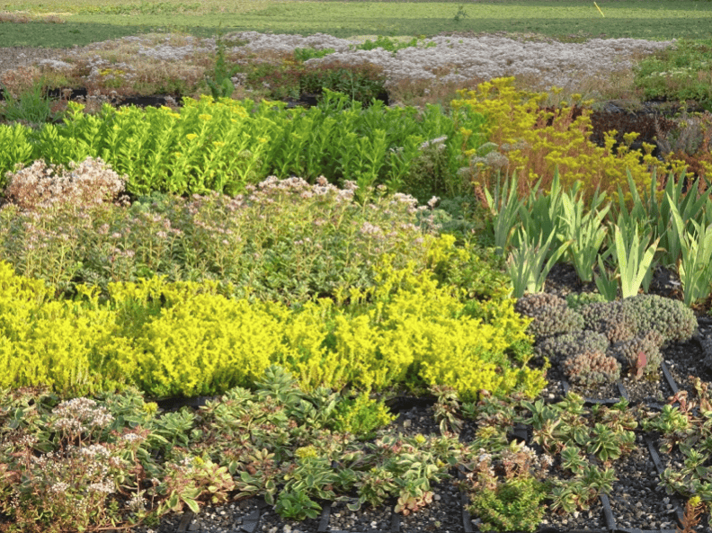 caissette-sedums-premium-3
