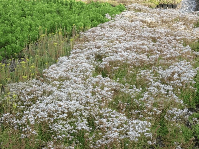 caissettes-sedums-premium-1