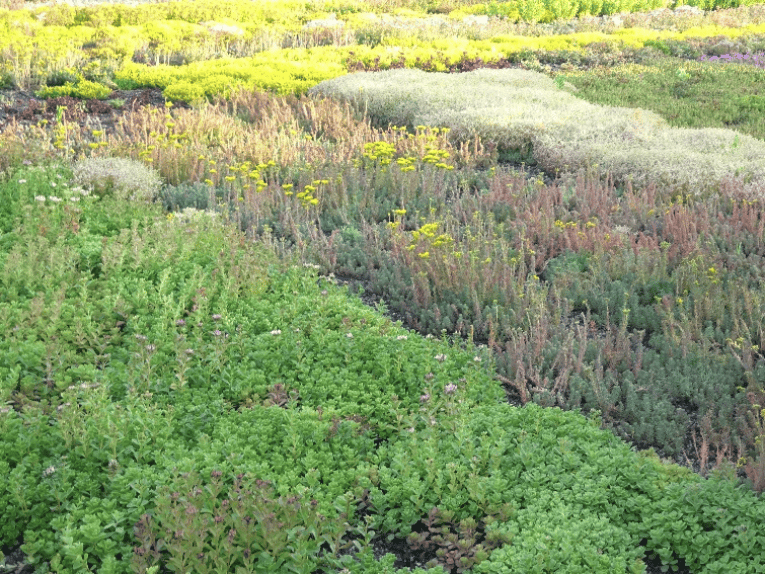 caissettes-sedums-premium-2