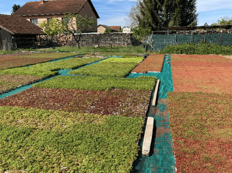 production-plantes-grasse-2
