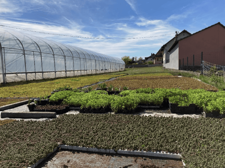 production-plantes-grasses-1