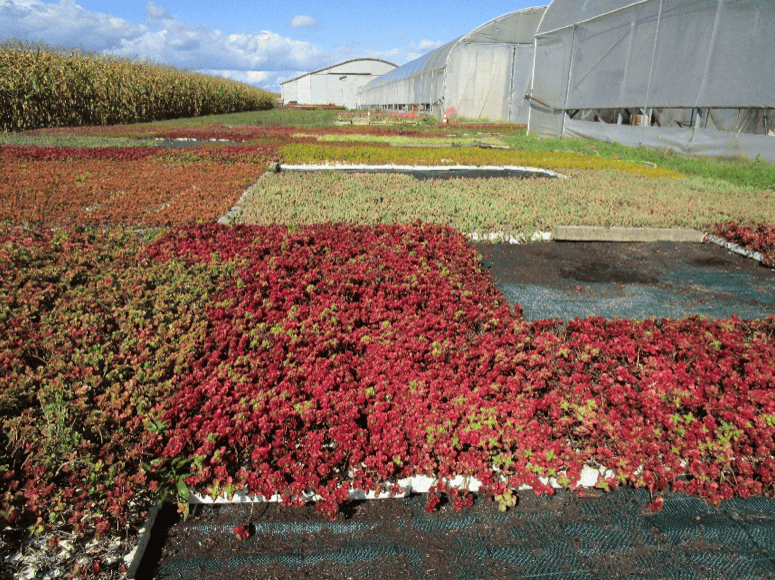 production-plantes-grasses-3