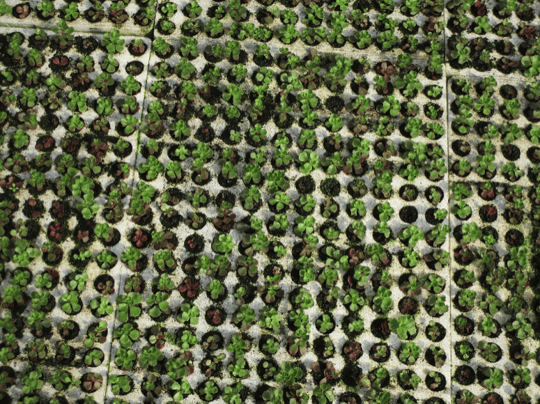 production-plantes-grasses-4