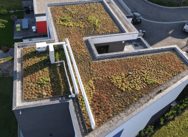Mini motte de sedum – Image 4
