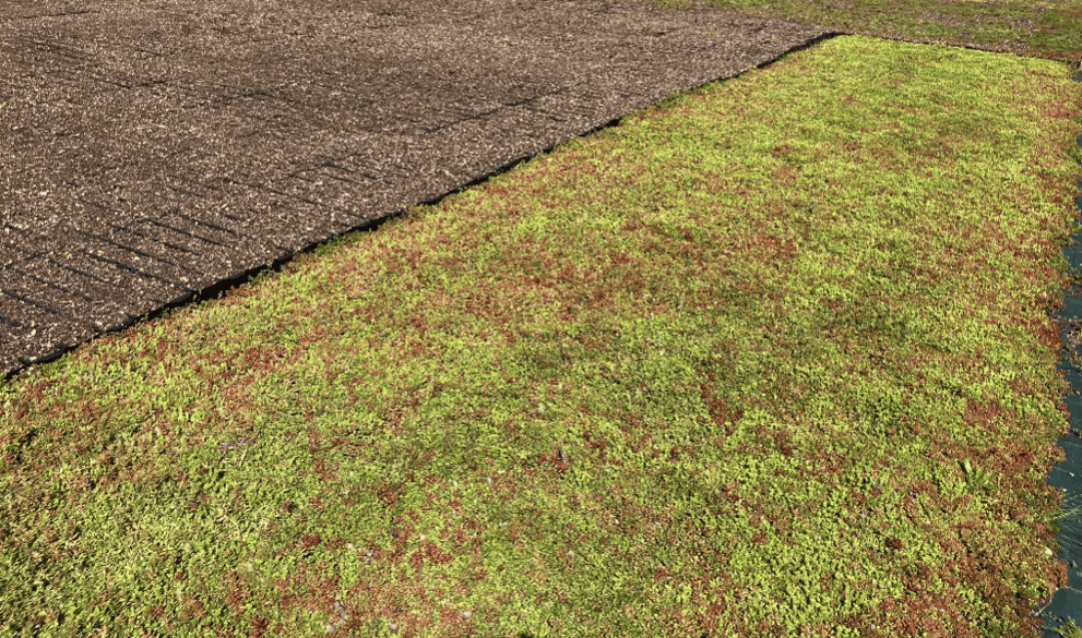 tapis-de-sedums