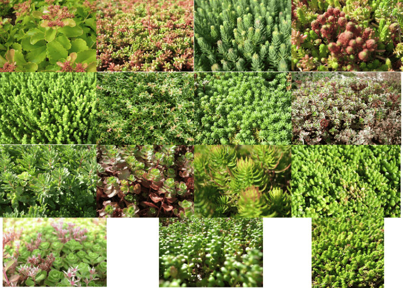 varietes-mini-mottes