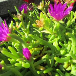 Delosperma, sedum takesimense, sedum aizoon / variante en godet de 9x9 cm