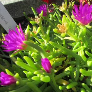 Delosperma, sedum takesimense, sedum aizoon / variante en godet de 9x9 cm