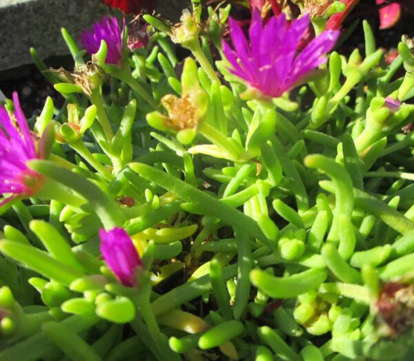 Delosperma en mini-motte. Couleurs disponibles: floraison jaune ou floraison violette. – Image 4