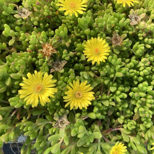 Delosperma en mini-motte. Couleurs disponibles: floraison jaune ou floraison violette. – Image 5