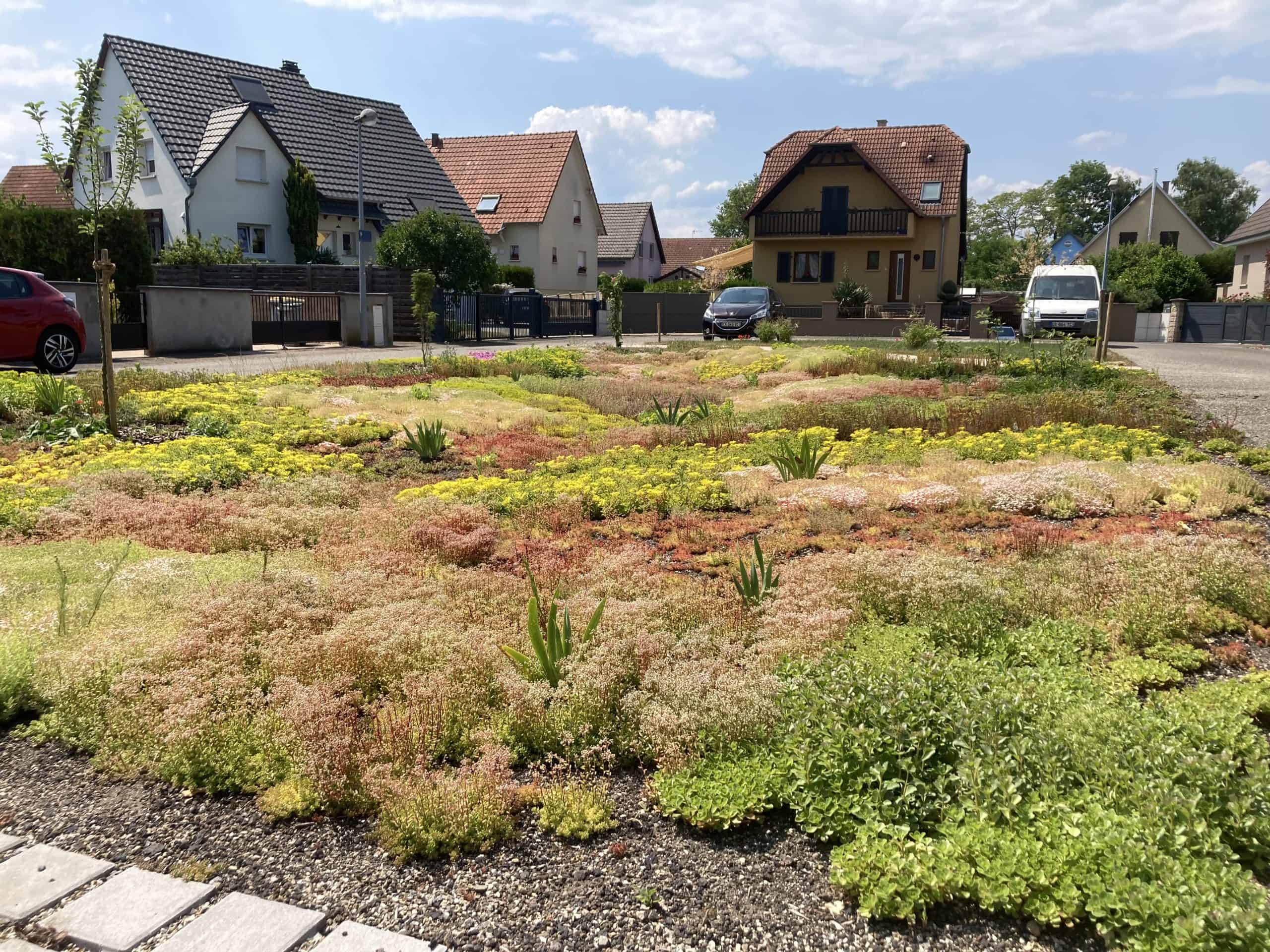 NOUES VEGETALISEES HUTTENHEIM (1)