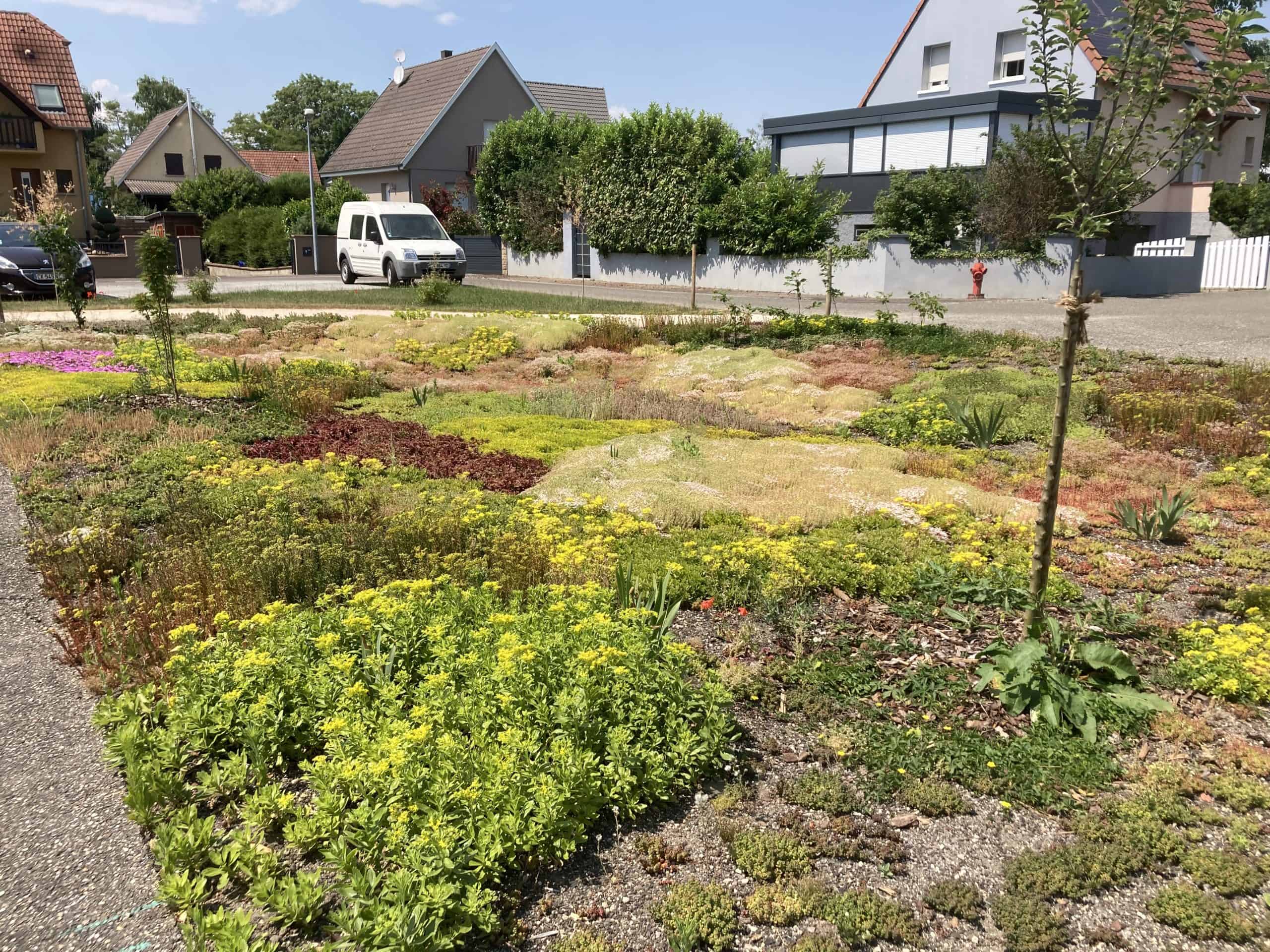 NOUES VEGETALISEES HUTTENHEIM (5)