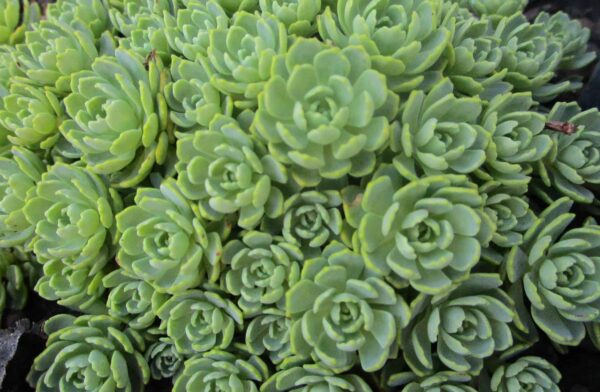 Sedum pachyclados en godet de 9x9 cm – Image 2